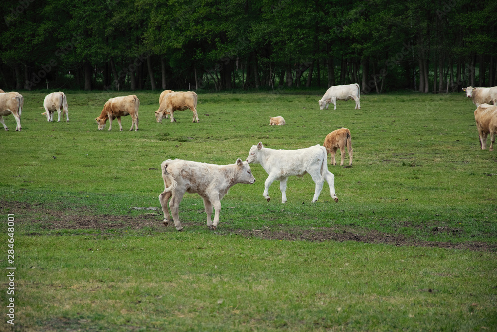 Obraz premium young cows on meadow
