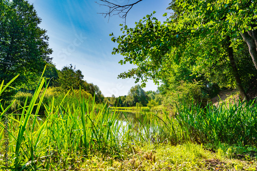 River bank in the forest in summer in the sunlight on an excellent summer day.