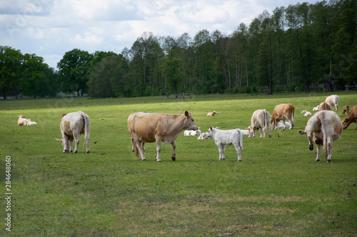 herd of cows on a meadow
