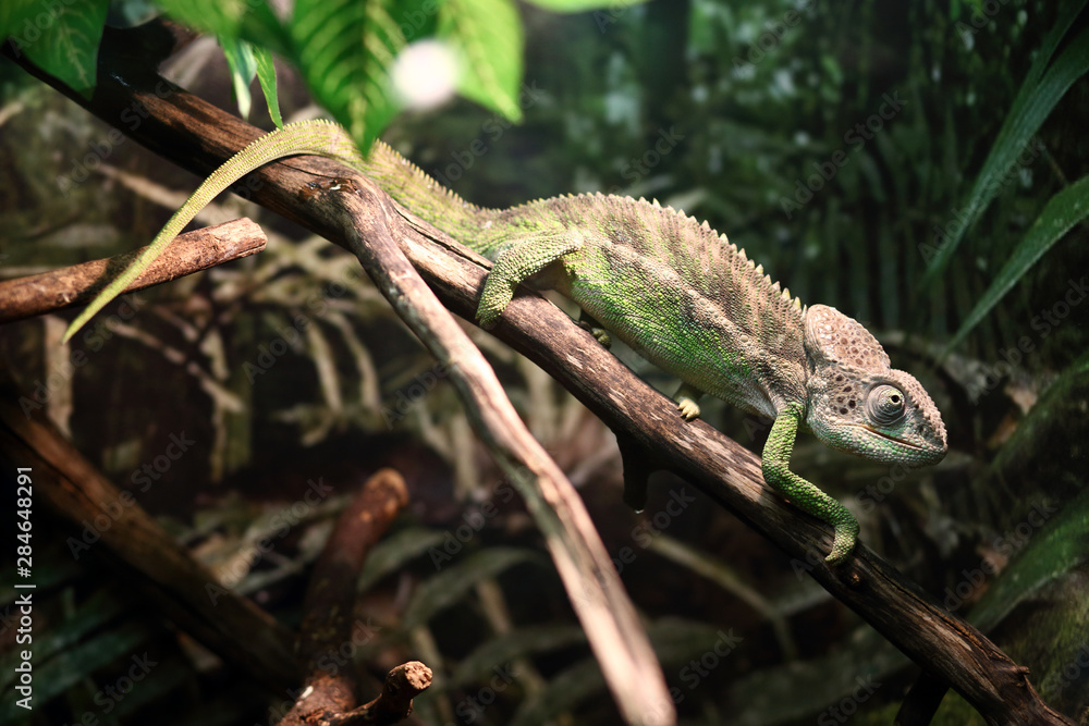 Obraz premium Chameleon on a branch in the forest