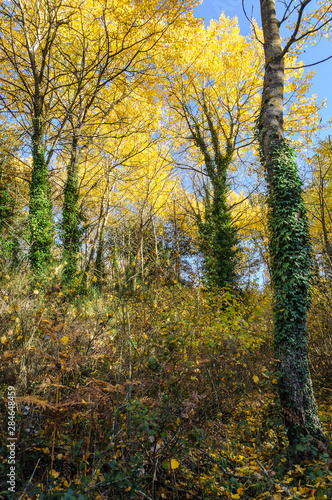 Colores de otoño en Bosque del Parque Natural del Montseny  © gurb101088