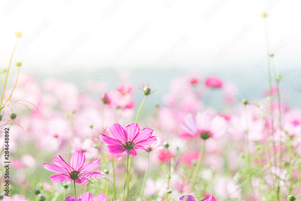 Soft, selective focus of Cosmos, blurry flower for background, colorful plants Soft, selective focus of Cosmos, blurry flower for background, colorful plants