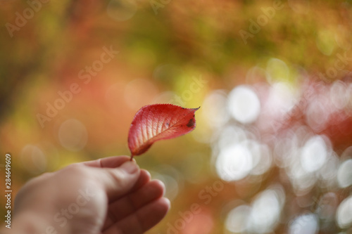 Leaf Magic © 敏夫 杉浦