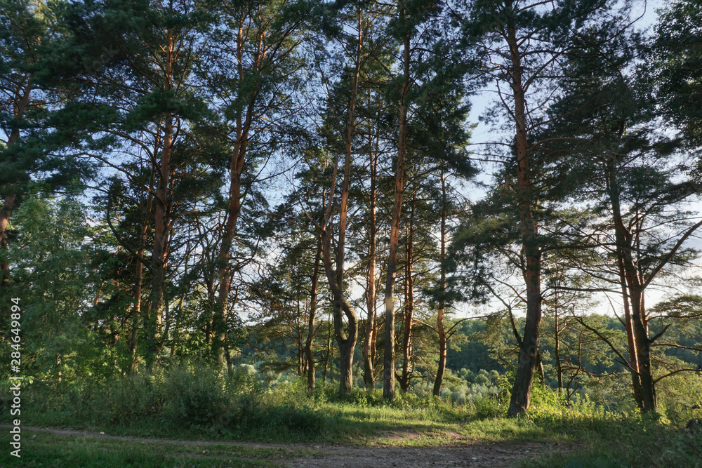 Landscape. Pines on a hill top. Visible blue sky and other slope of a river downhill. Day light. Russia. Landscape. Pines on a hill top. Visible blue sky and other slope of a river downhill. Day light. Russia.