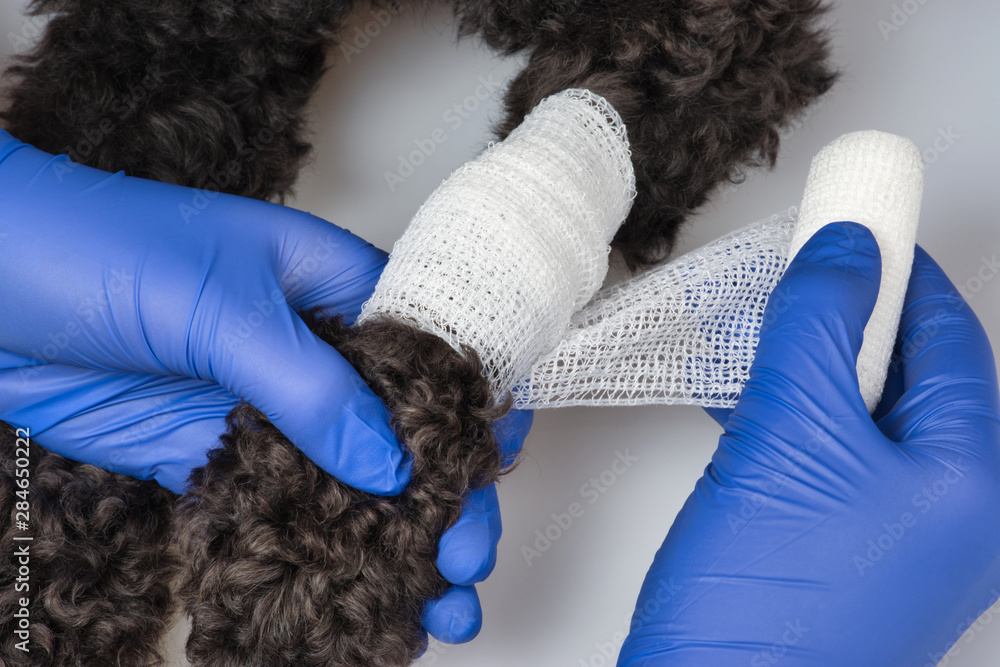 Φωτογραφία The vet bandages the wound on the dog's paw.