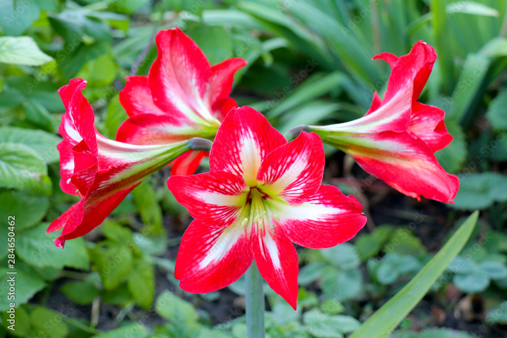 Amaryllis flowers on a green background Amaryllis flowers on a green background