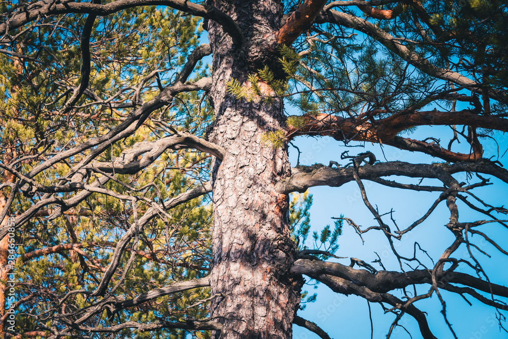 Obraz premium Slender trunk of pine tree in the forest.