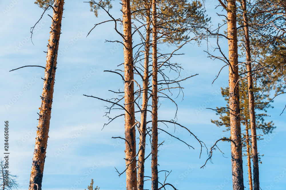 Obraz premium Slender trunk of pine tree in the forest.