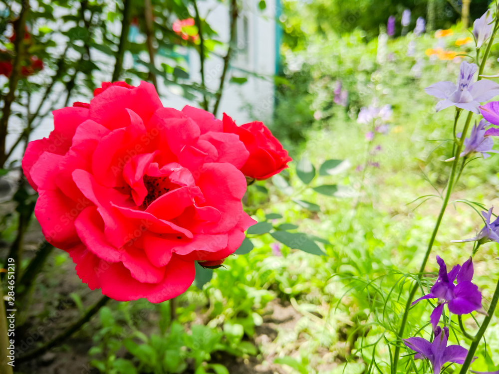 Red roses in green leaves. Blooming roses in garden. Beautiful red flowers on blurry background