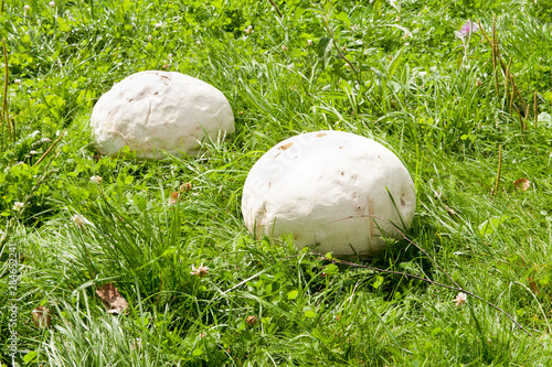 Giant mushroom