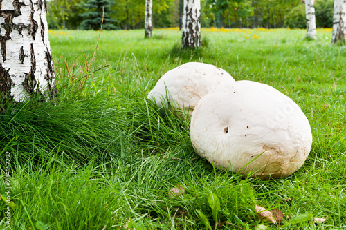 Giant puffball mushroom in park photo