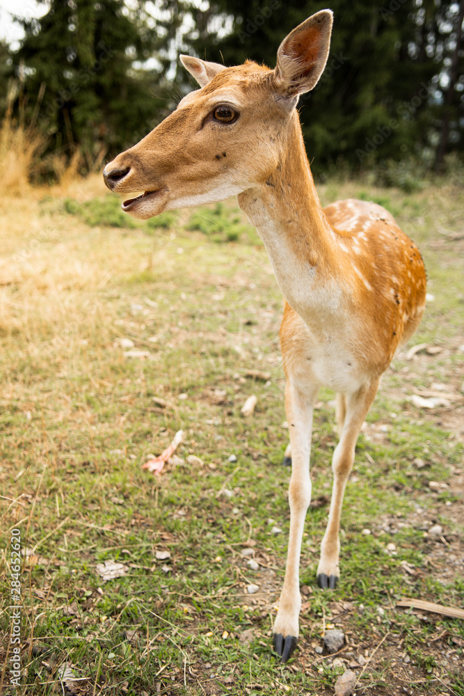 deer in the forest deer in the forest