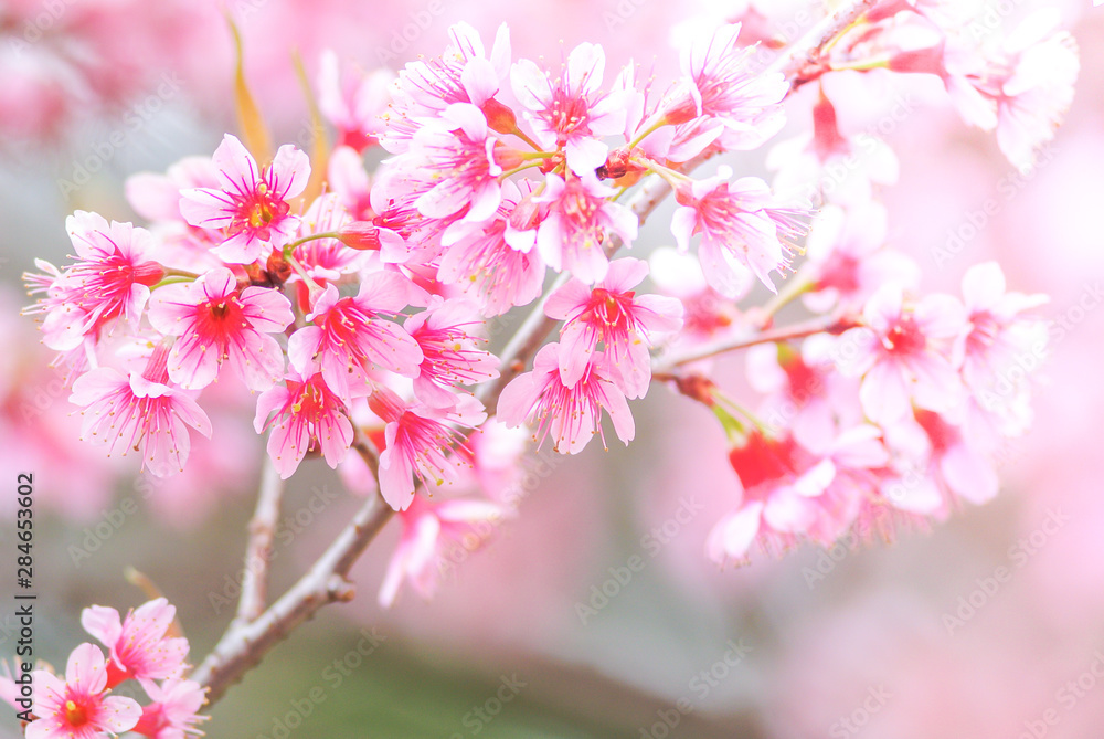 Cherry Blossom in spring with soft focus, unfocused blurred spring cherry bloom, bokeh flower background, pastel and soft flower background.