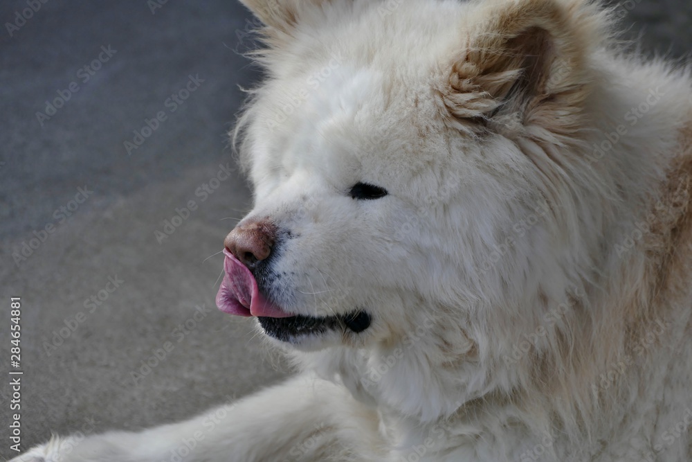 Obraz premium 《わさお》青森県鰺ヶ沢町