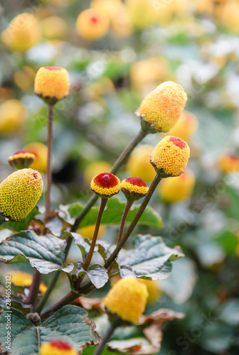 Fresh flowering para cress plant, Spilanthes oleracea, soft focus, unfocused blurred spilanthes