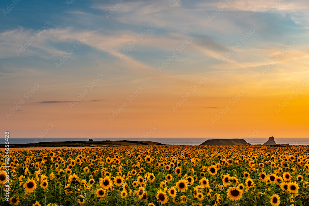 Obraz premium Rhosilli Sun Flowers 