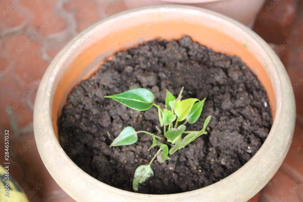 Peepal tree sapling Peepal tree sapling