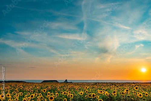 Rhosilli Sunflowers