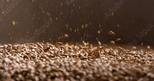 Close up of wheat grains loading in wheat crusher machine for making beer. Brewery. Shot in slow motion on 6K RED camera.