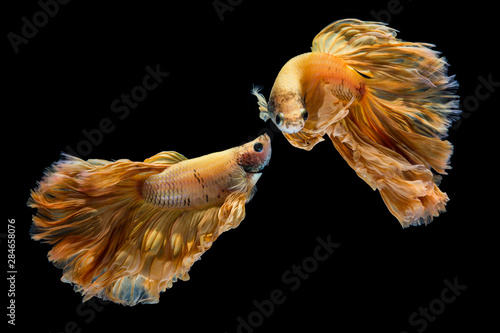 Obraz na płótnie Yellow gold betta fish, siamese fighting fish on black background