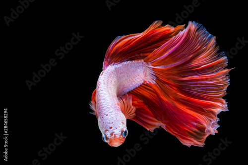 Pink and red betta fish, siamese fighting fish on black background