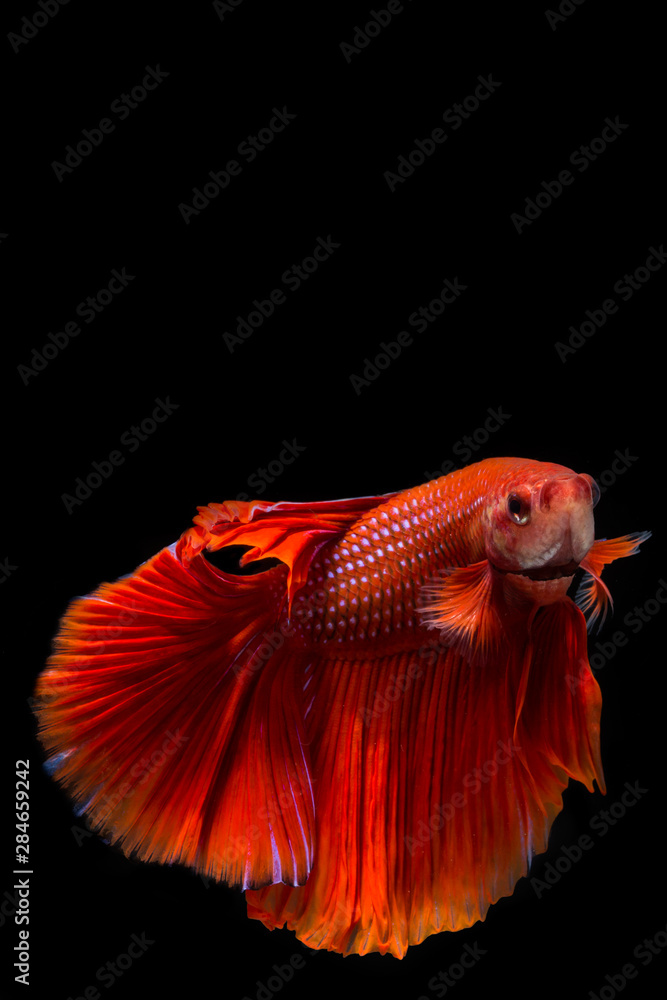 Red betta fish, siamese fighting fish on black backgroundRed betta fish, siamese fighting fish on black background Red betta fish, siamese fighting fish on black backgroundRed betta fish, siamese fighting fish on black background