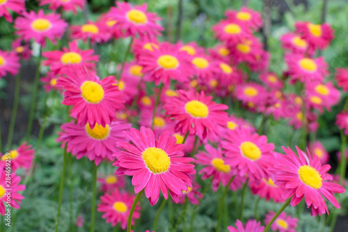 Beautiful Red Argyranthemum  Marguerite  Marguerite daisy or Dill daisy