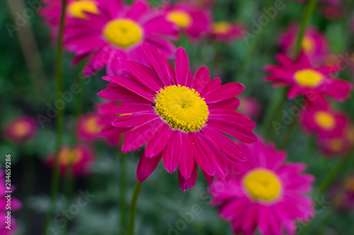 Beautiful Red Argyranthemum  Marguerite  Marguerite daisy or Dill daisy