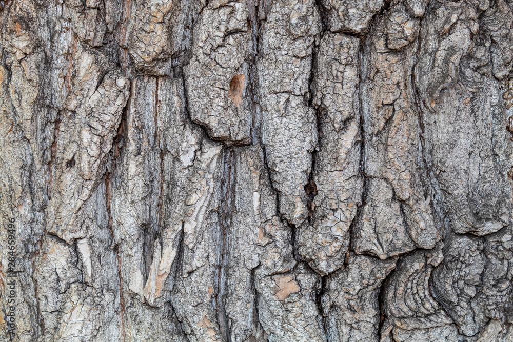 Naklejka premium Closeup Tree Bark Texture Background