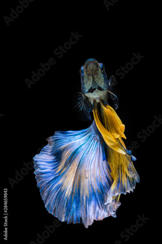 Blue and yellow betta fish, siamese fighting fish on black background