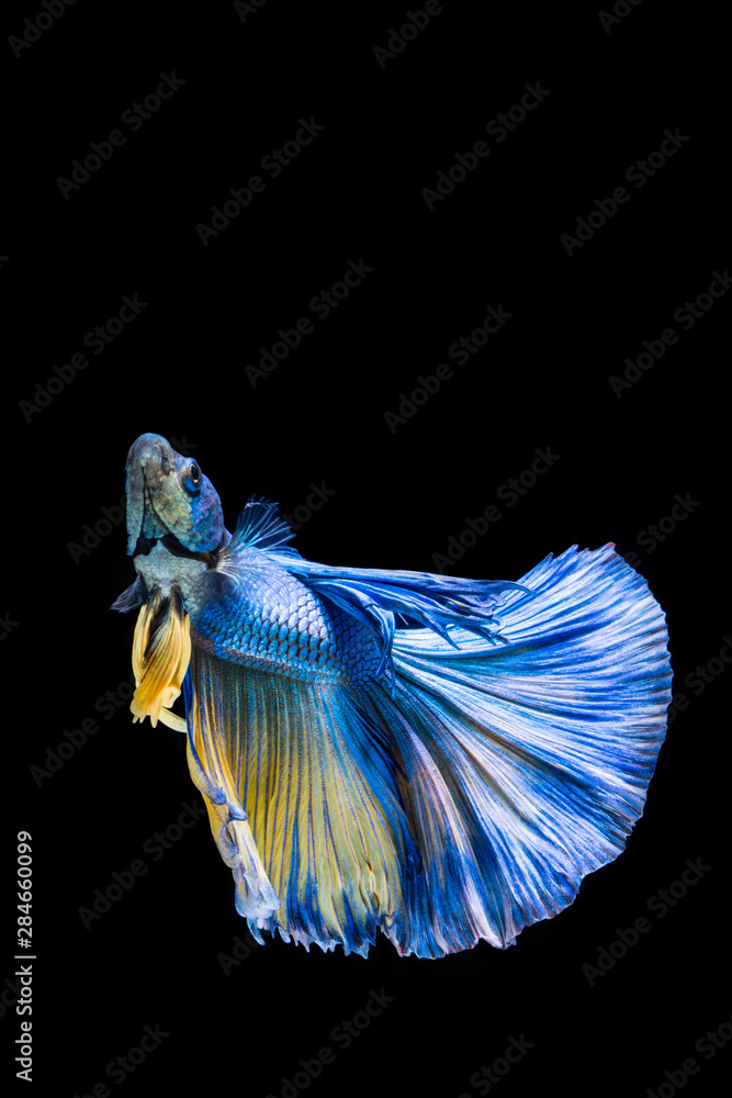 Blue and yellow betta fish, siamese fighting fish on black background Blue and yellow betta fish, siamese fighting fish on black background