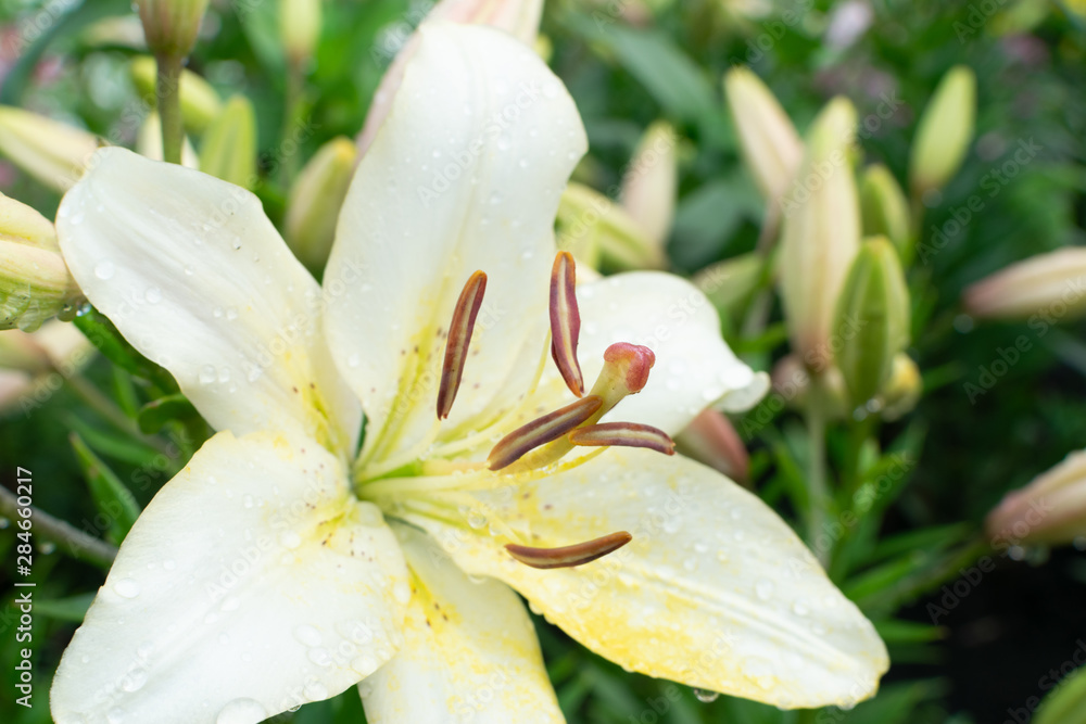 Fototapeta premium Macro shot of beautiful white lily flowers or lilly blossoms