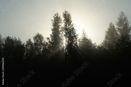 Sunset over the fog covering trees in the morning