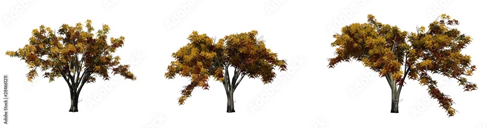 Set of American Elm trees in the autumn - isolated on white background