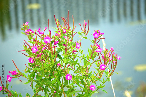 A plant with pink flowers grows on the banks of the pond.