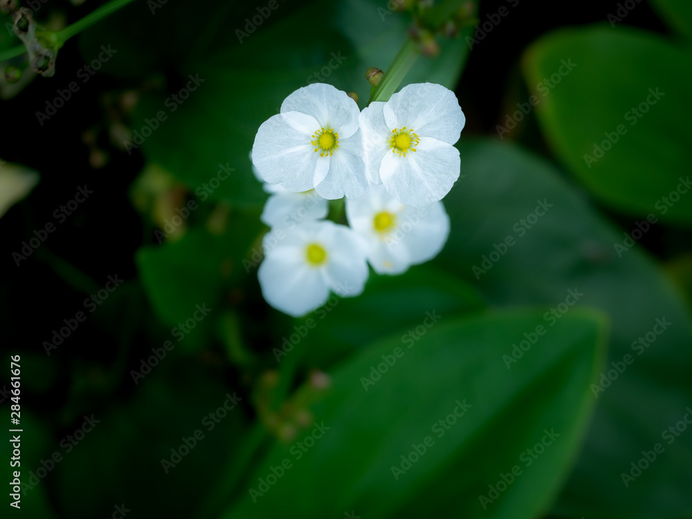 Fototapeta premium White Reed Amazon Flowers Blooming
