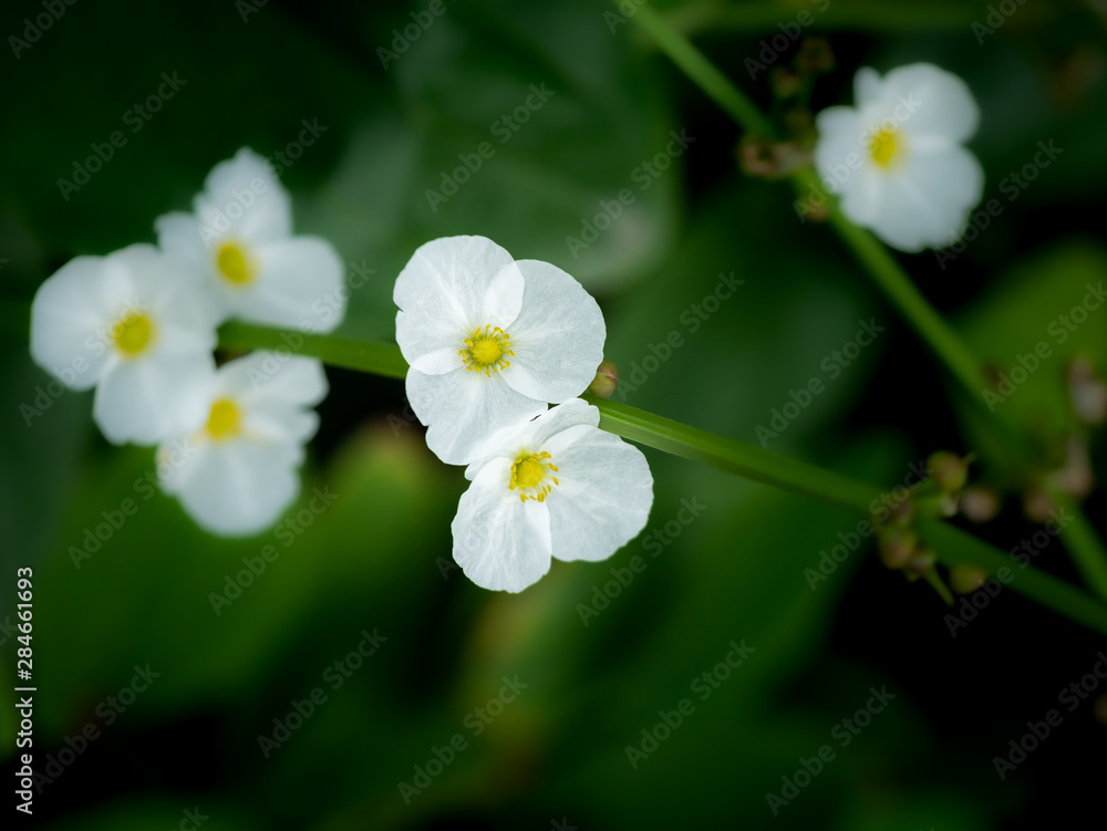 White Reed Amazon Flowers Blooming White Reed Amazon Flowers Blooming