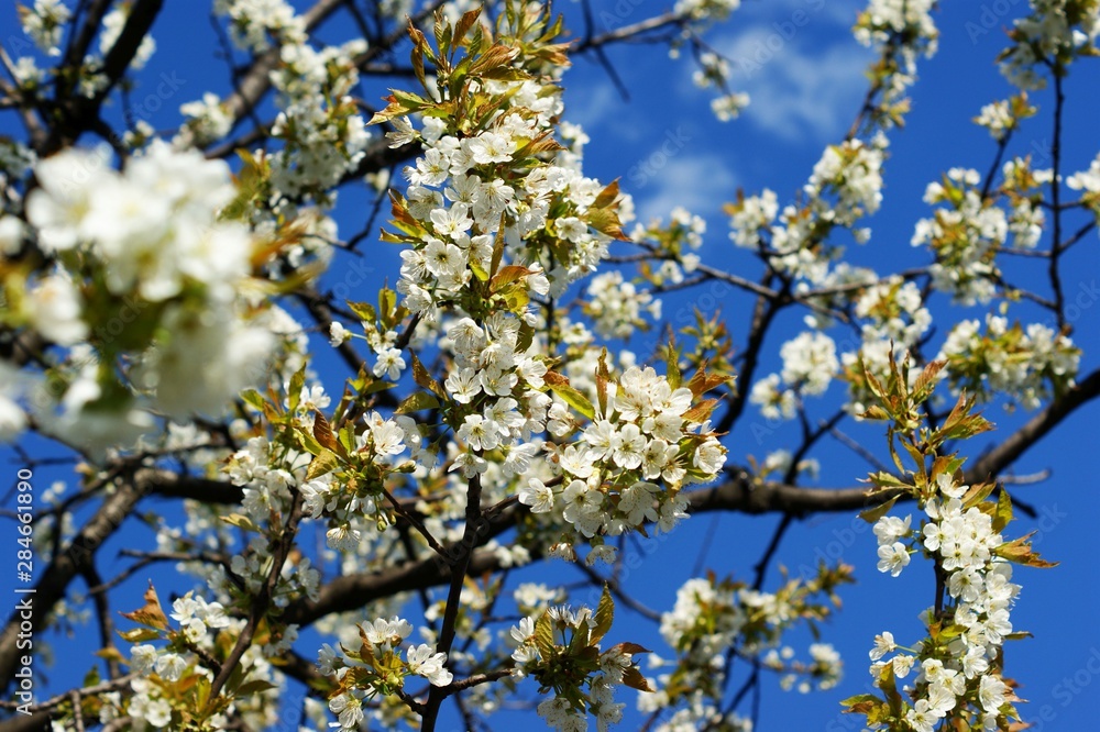 Pink cherry blossoms blooming in bright springtime sun Pink cherry blossoms blooming in bright springtime sun