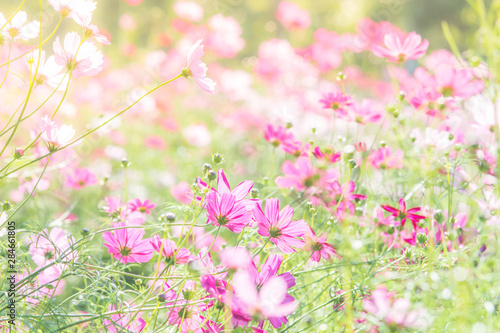 Soft  selective focus of Cosmos  blurry flower for background  colorful plants