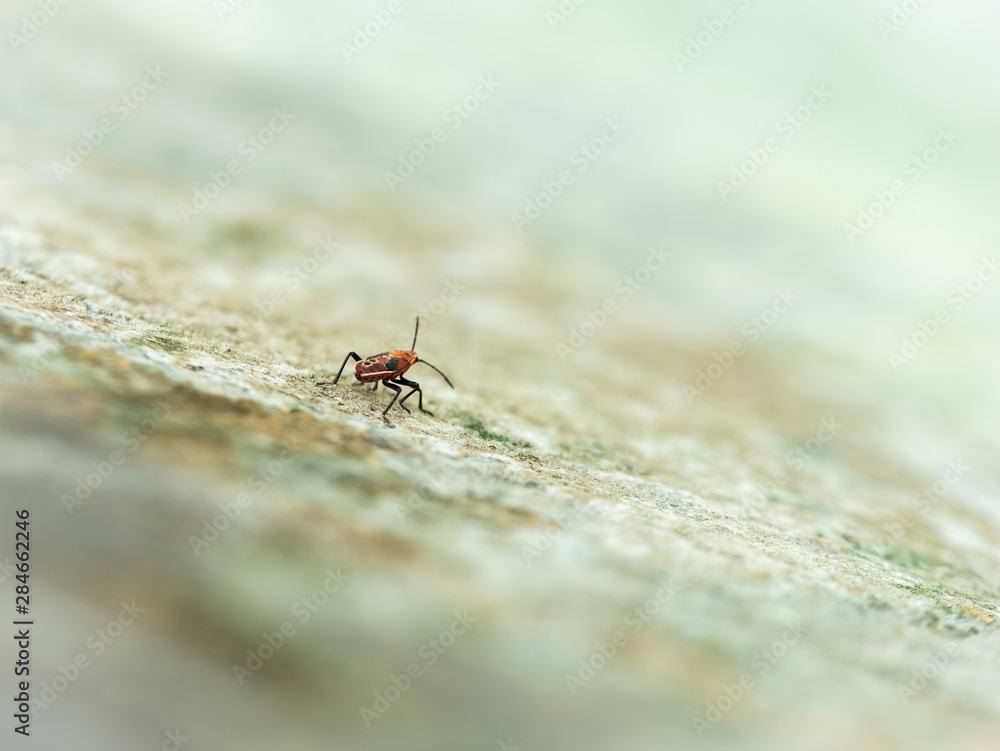 Red Bug Walking on The Old Wall Red Bug Walking on The Old Wall