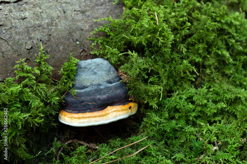 Pilze und Farne in Bayrischen Wäldern