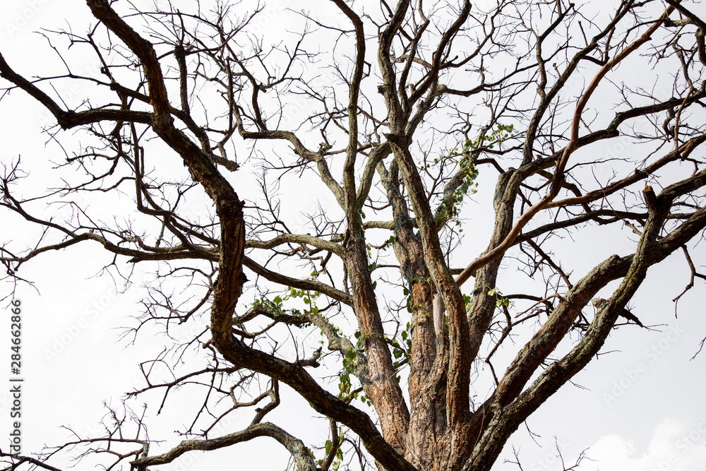 Dead tree