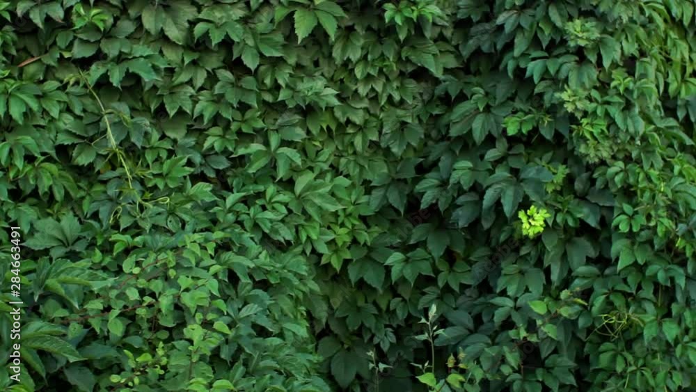 leaves natural background live fence leaves natural background live fence