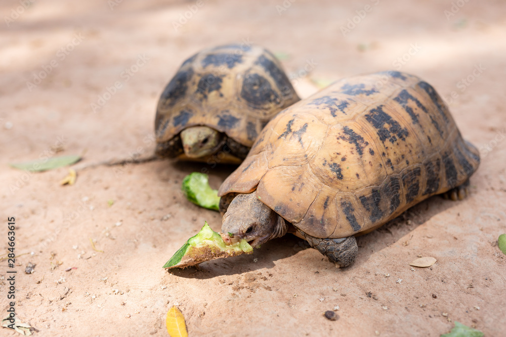 Obraz premium Two tortoise