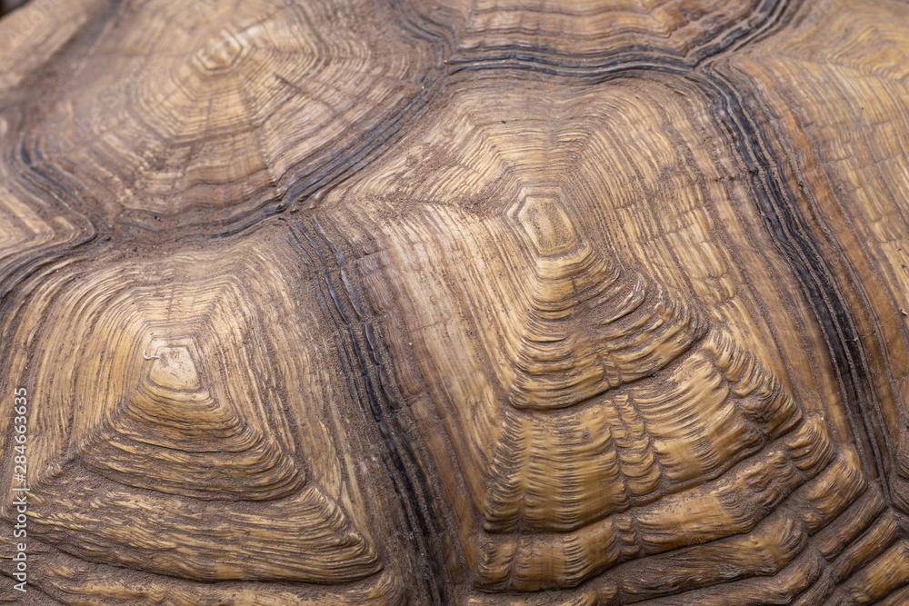 Naklejka premium Tortoise shell, texture, background