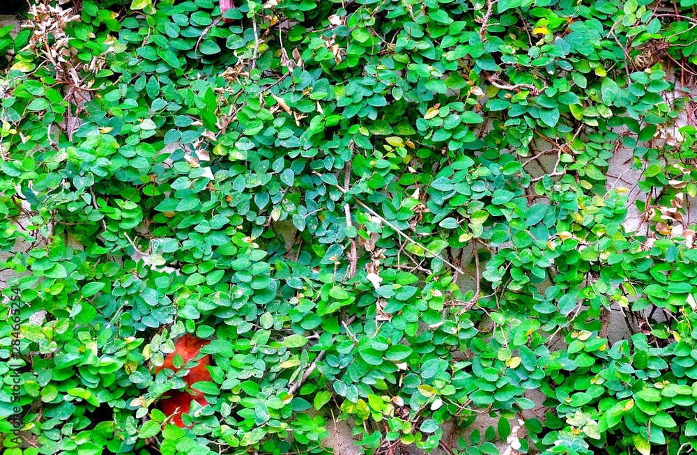 Ficus Pumila or Climbing Fig on The Wall Ficus Pumila or Climbing Fig on The Wall