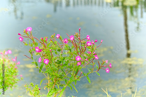 A plant with pink flowers grows on the banks of the pond.