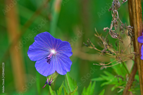 Beautiful blue medicinal flower Anagallis arvensis.
