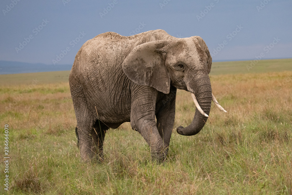 close up of mud covered elephant in the Masai Mara