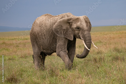 close up of mud covered elephant in the Masai Mara